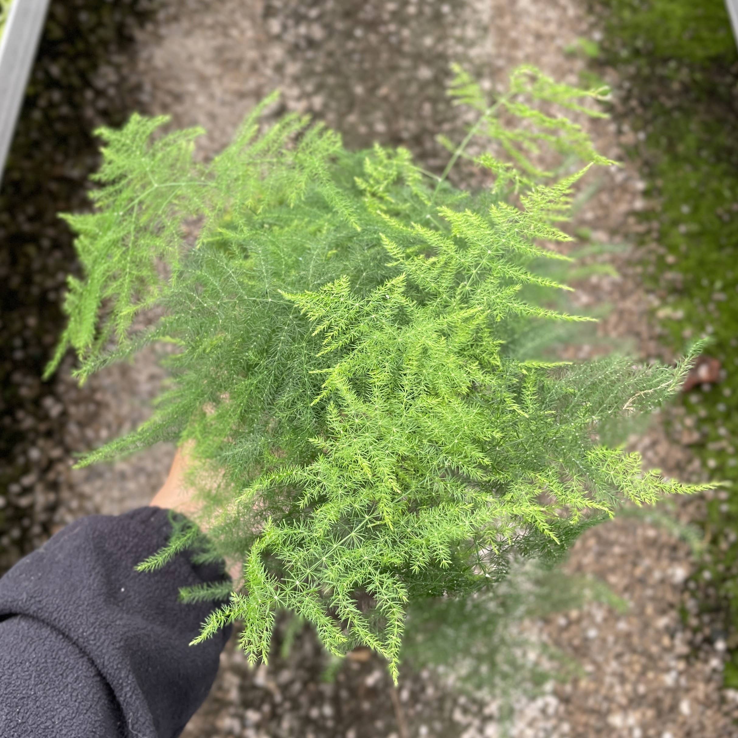 Thorsen's Greenhouse - Wholesale Live Plant - Asparagus Fern - 4" Live Plant5