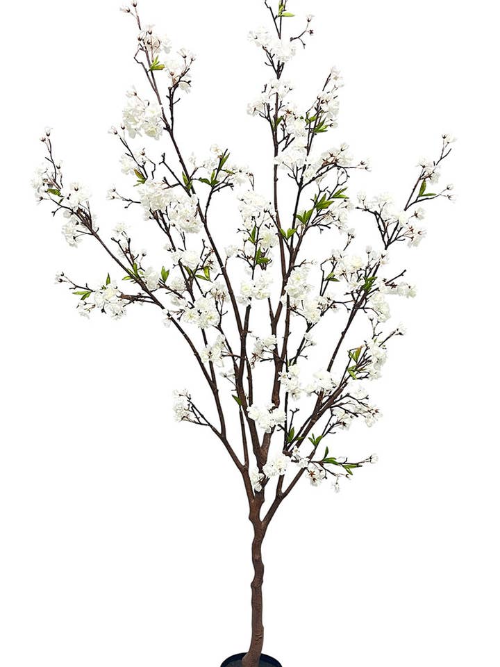 Weißer Mandelbaum, 190 cm für den Großhandel von Aguilar Málaga