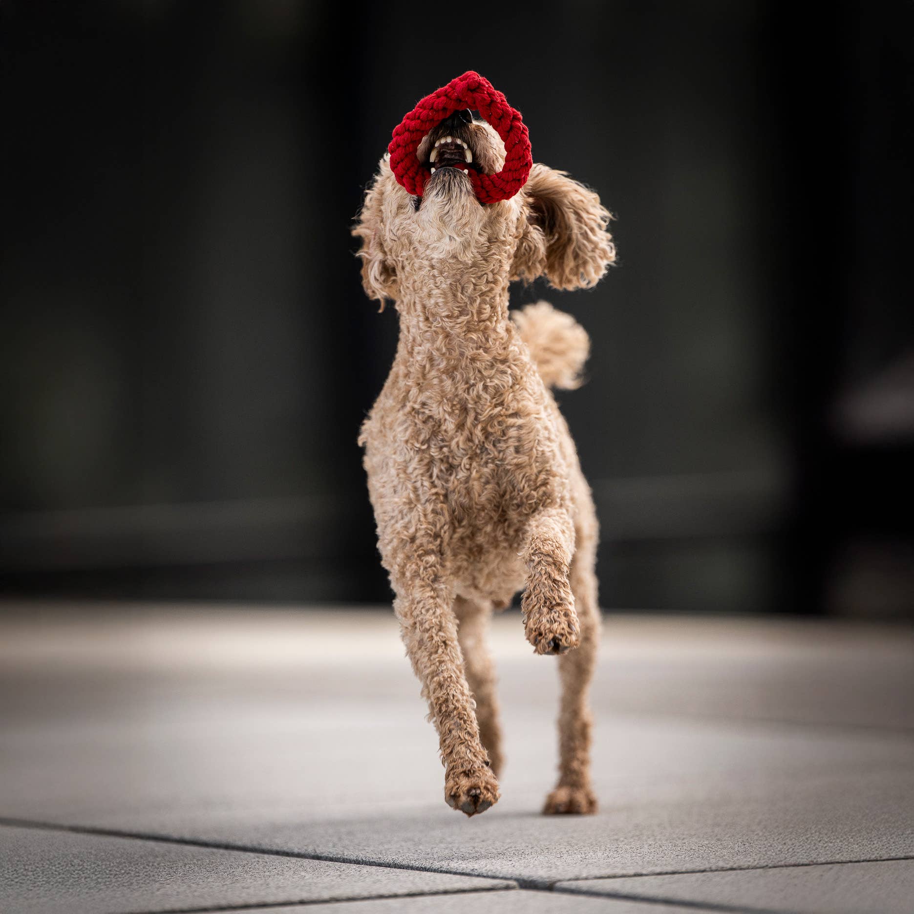 LABONI - Volentis GmbH - Vente Jouet en corde – chien - HERTHA HEART – Amour à mâcher14