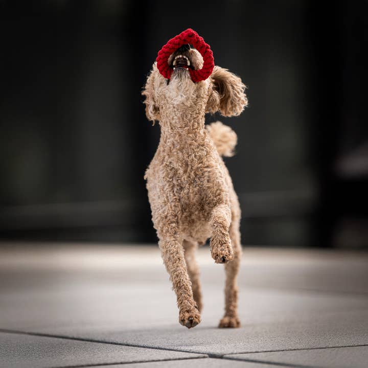 LABONI - Volentis GmbH - Vente Jouet en corde – chien - HERTHA HEART – Amour à mâcher14