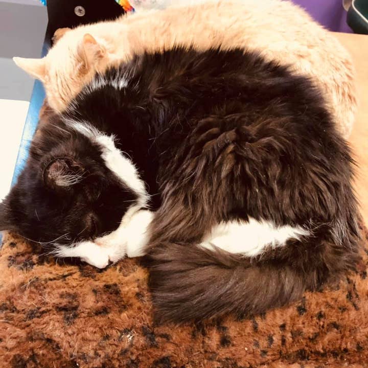 Dr. Pussums Catnip - Wholesale Pet Bed - Cat - Luxury Self-Warming Kitty Kushion Cat Bed