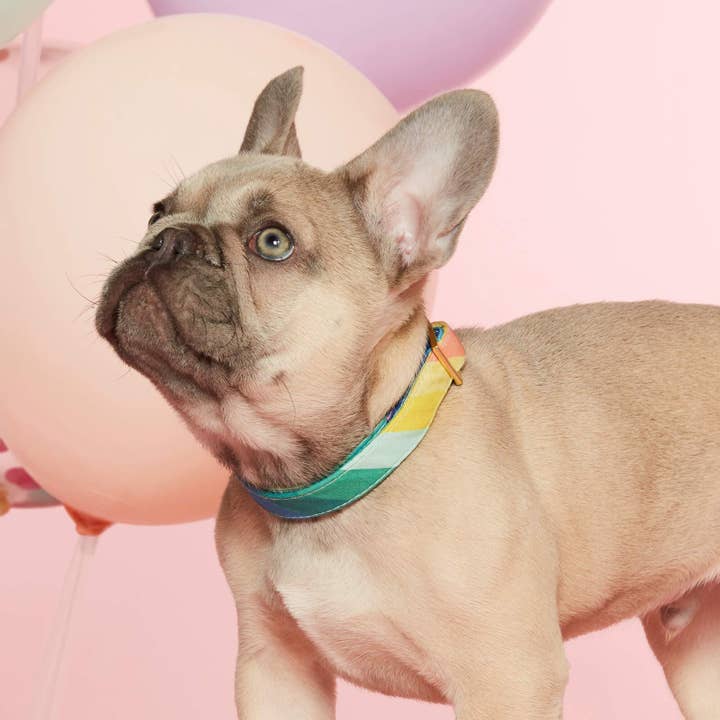 The Foggy Dog - Wholesale Pet collar – Dog - Over the Rainbow Dog Collar3