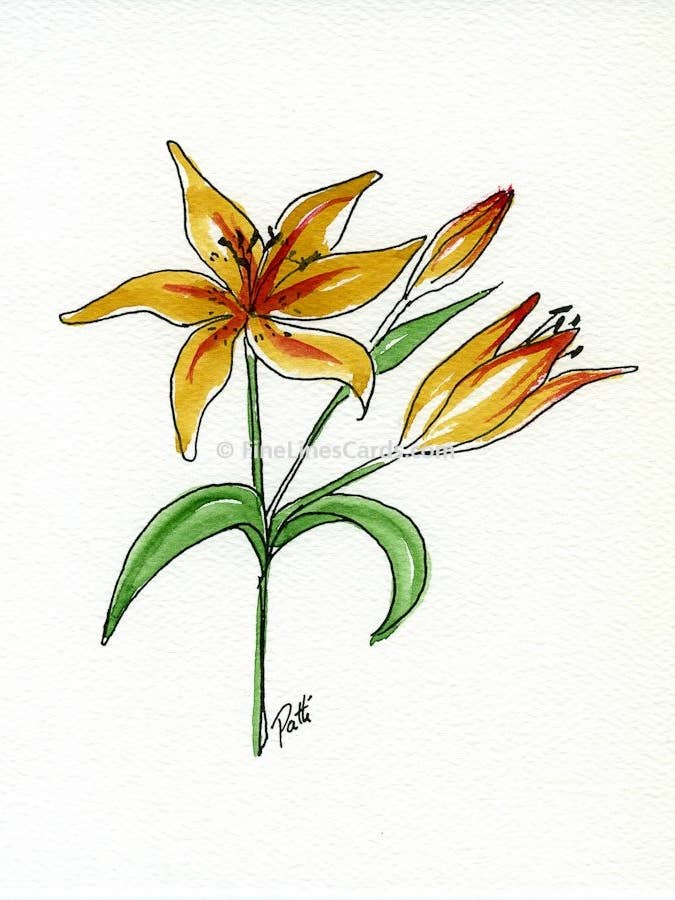 Tiger-Lilie für den Großhandel von Fine Lines