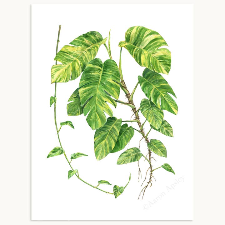 Imprimé « Golden Pothos » d'Epipremnum aureum pour la vente par Aaron Apsley Artwork