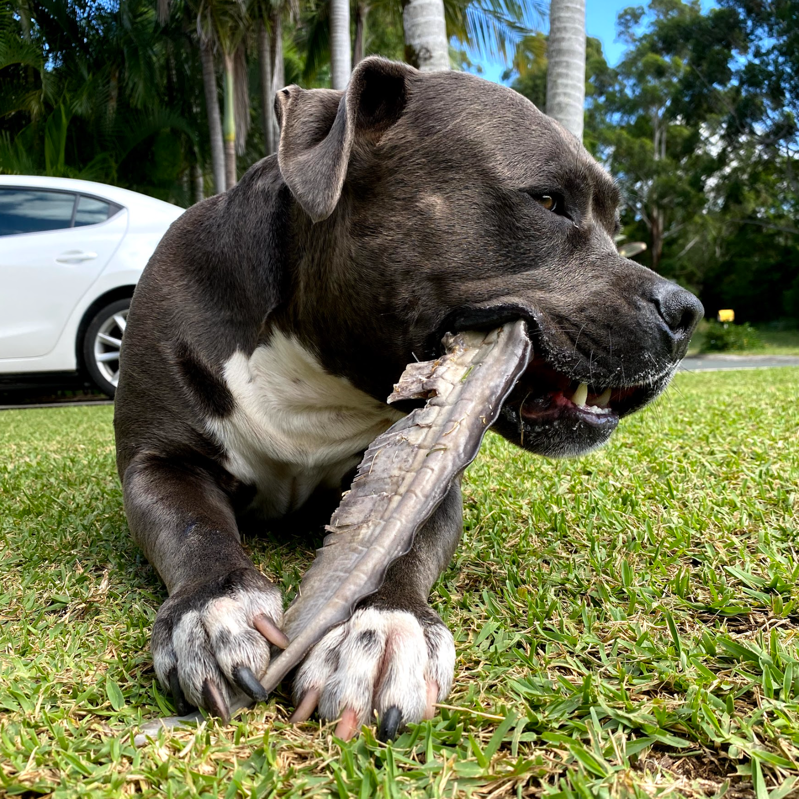 Rover Pet Products – wholesale Pet treats – Dog – Gone Fishn' - Shark Tails2