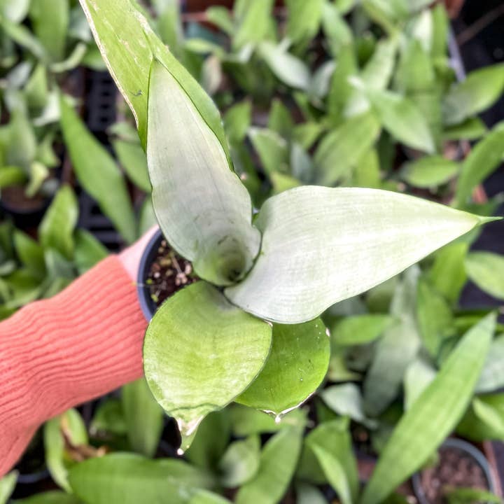 Thorsen's Greenhouse - Wholesale Live Plant - Moonshine Snake Plant - Live Plant5