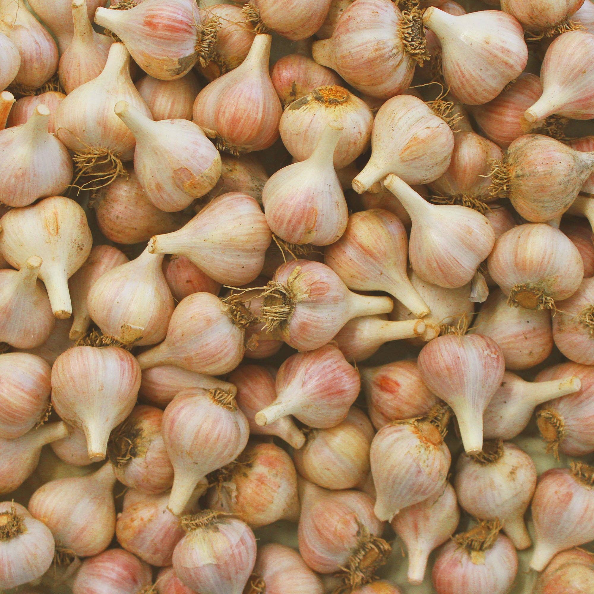 Blake Hill Preserves - Wholesale Jam/Jelly - Roasted Garlic Savory Jam7