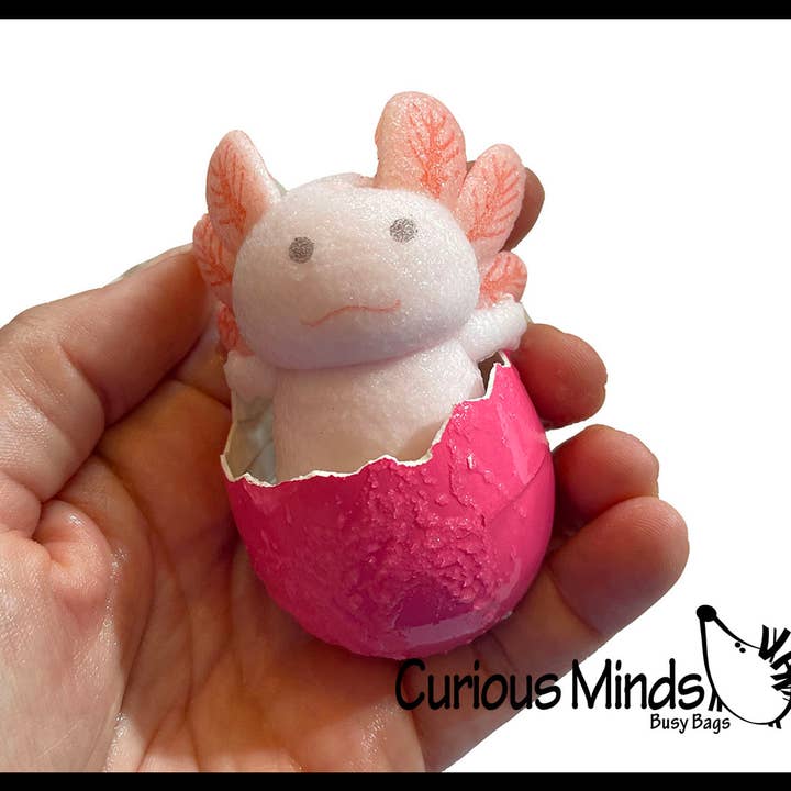 Curious Minds Toys – Conjunto de brinquedos - Crianças por atacado – 1 eclodir e cultivar um ovo de axolote na água - Adicionar água e isso