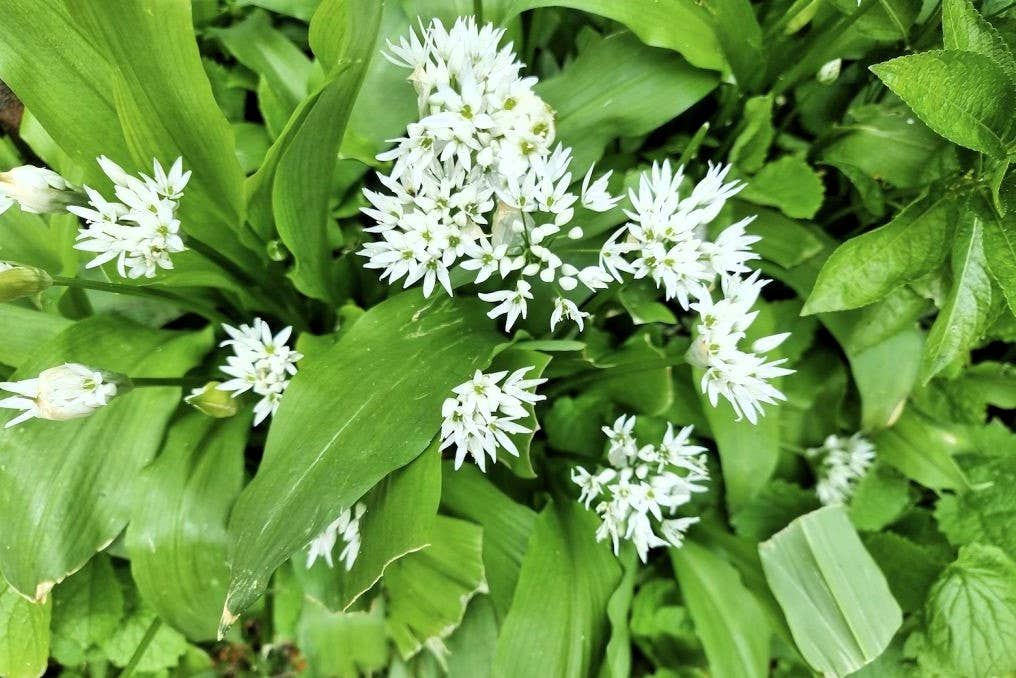 GardenPerspective – wholesale Levande växt – 5 - Vild vitlök Flerårig barrot Levande trädgårdsväxt3