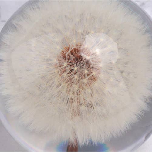 Crystolver (We Cover All Import Fees) - Venta al por mayor Artículo decorativo de mesa - Bola de cristal de resina con forma de diente de león real, 80 mm3