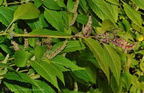 The Rike - Wholesale Plant Seeds - 6 pack x 1000 Vietnamese Lemon Balm Seeds Elsholtzia Ciliata4