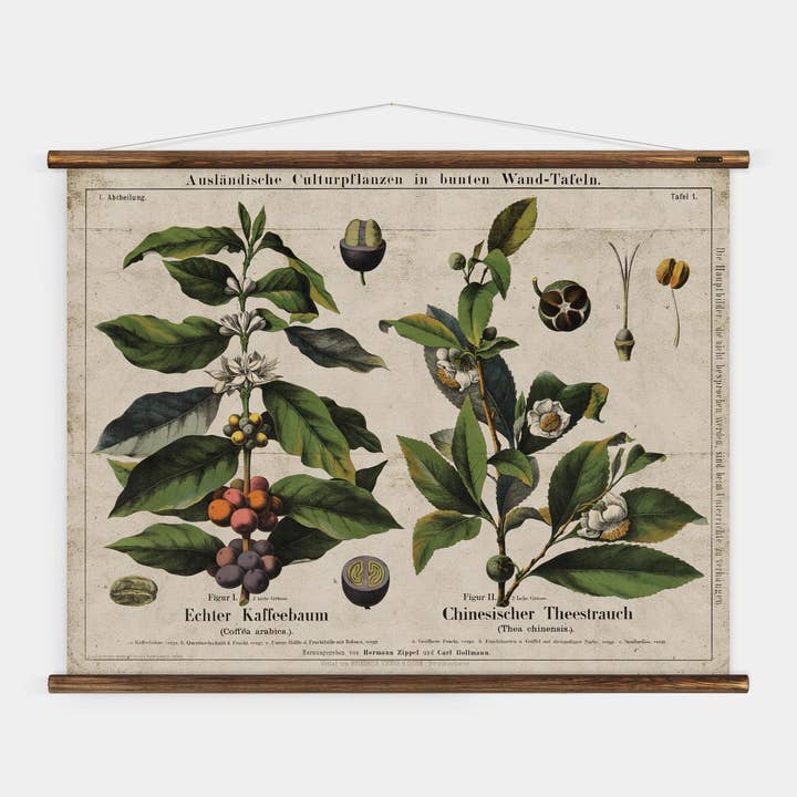 Kaffee & Tee – Botanische Wandtafel für den Großhandel von ERSTWHILE