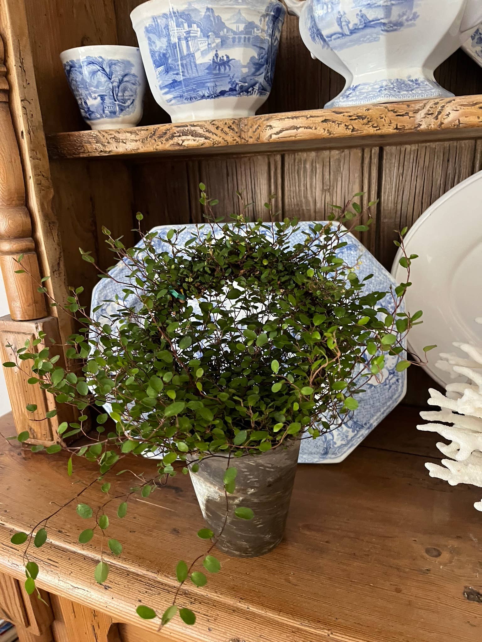 Sunrise Topiaries - Vente Plante - Bague Angel Vine tissée Live de 5 pouces dans un pot de 4 pouces