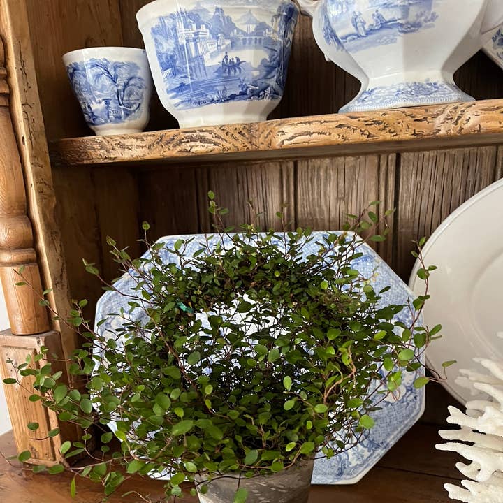 Live 5 inch woven Angel Vine Ring in 4 inch pot and other Purchase Wholesale terrain. Free Returns & Net 60 Terms on Faire trending on Faire.