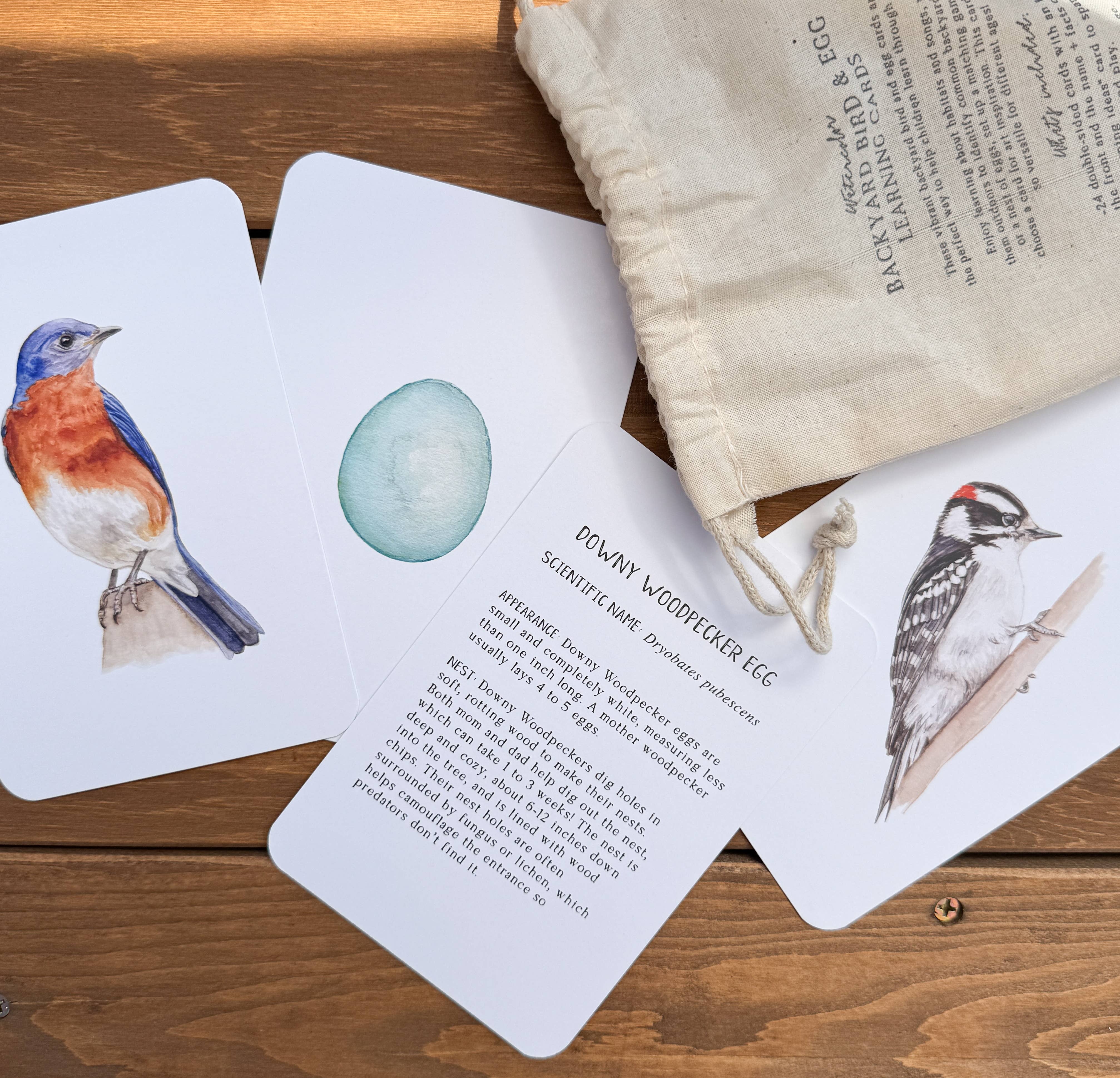 Feed & Dwell - Wholesale Learning Cards - Kids & Baby - North American Backyard Bird and Egg Learning Cards5