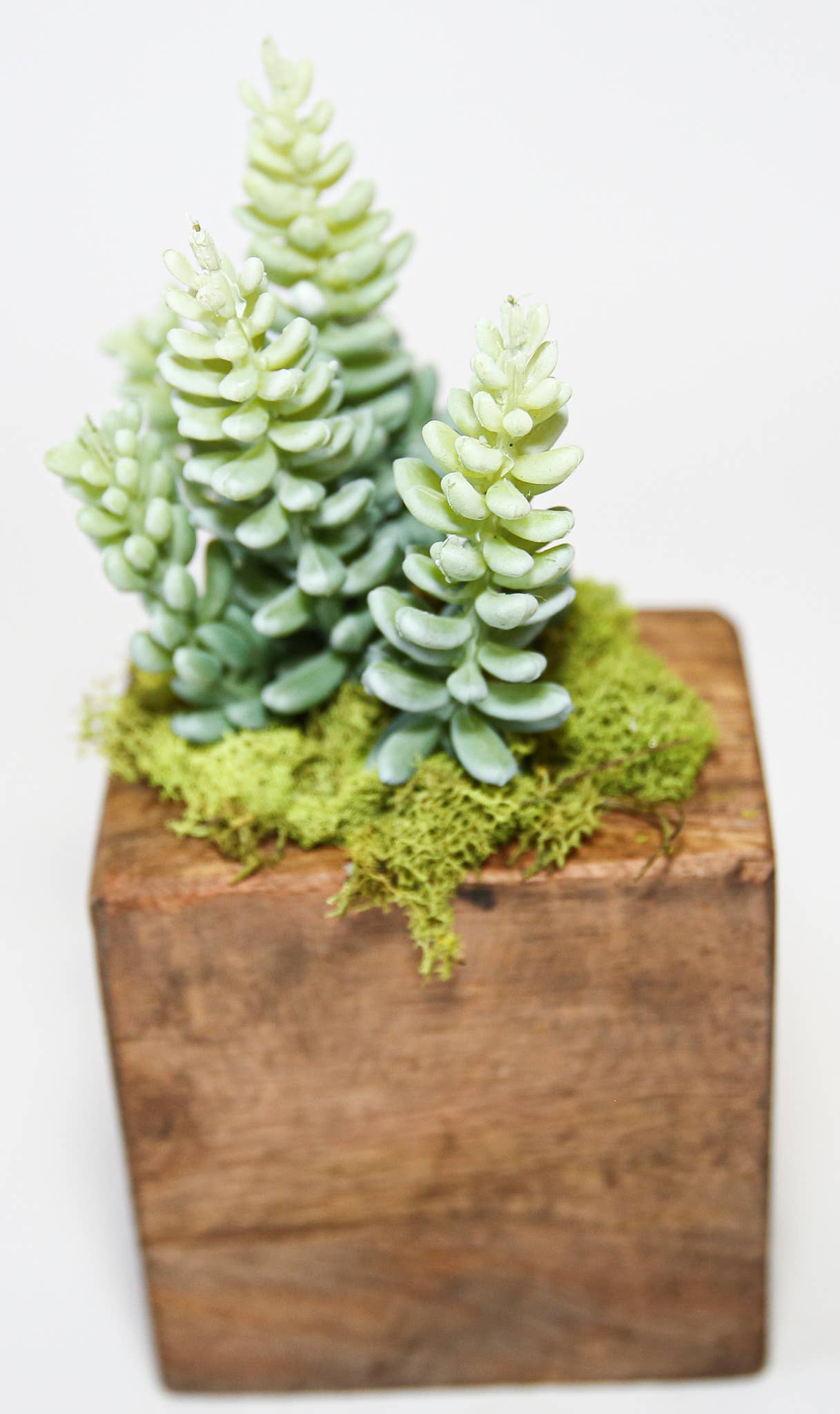 Forever Green Art - Wholesale Succulent - Succulent Sugar Mold Set of 910