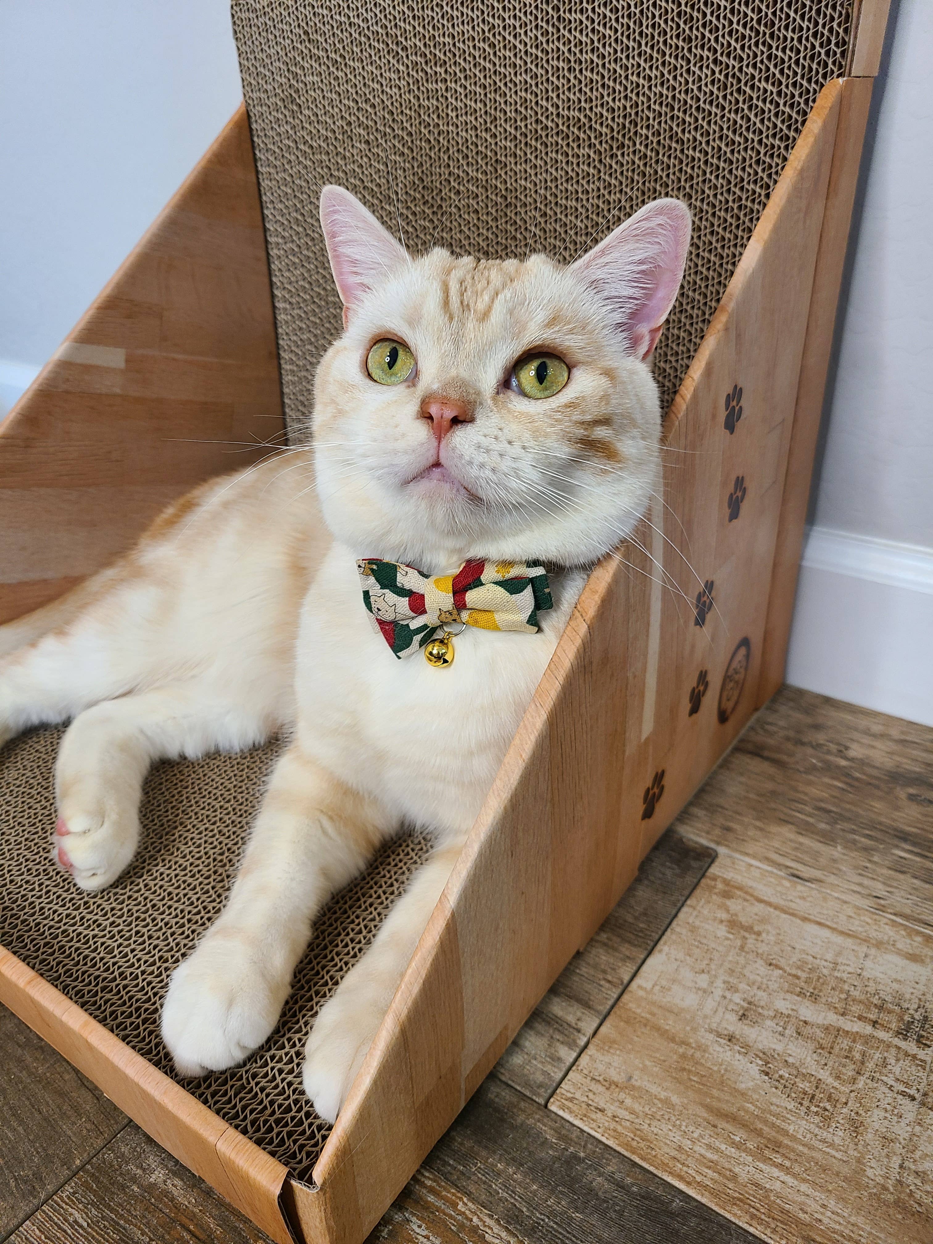 MOON-X USA, INC. - Wholesale Pet Scratcher - Cat - Stretch & Scratch Wall Cat Scratcher13