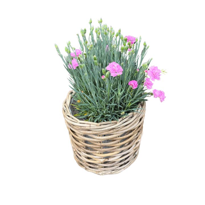 Basketly - Wholesale Plant Pot - Rattan Planter Basket