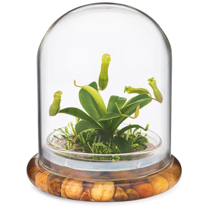 bloomify - Wholesale Live Plant - Live Pitcher Plant Terrarium, Nepenthes Tobaica with Moss, Must-have Home Décor3