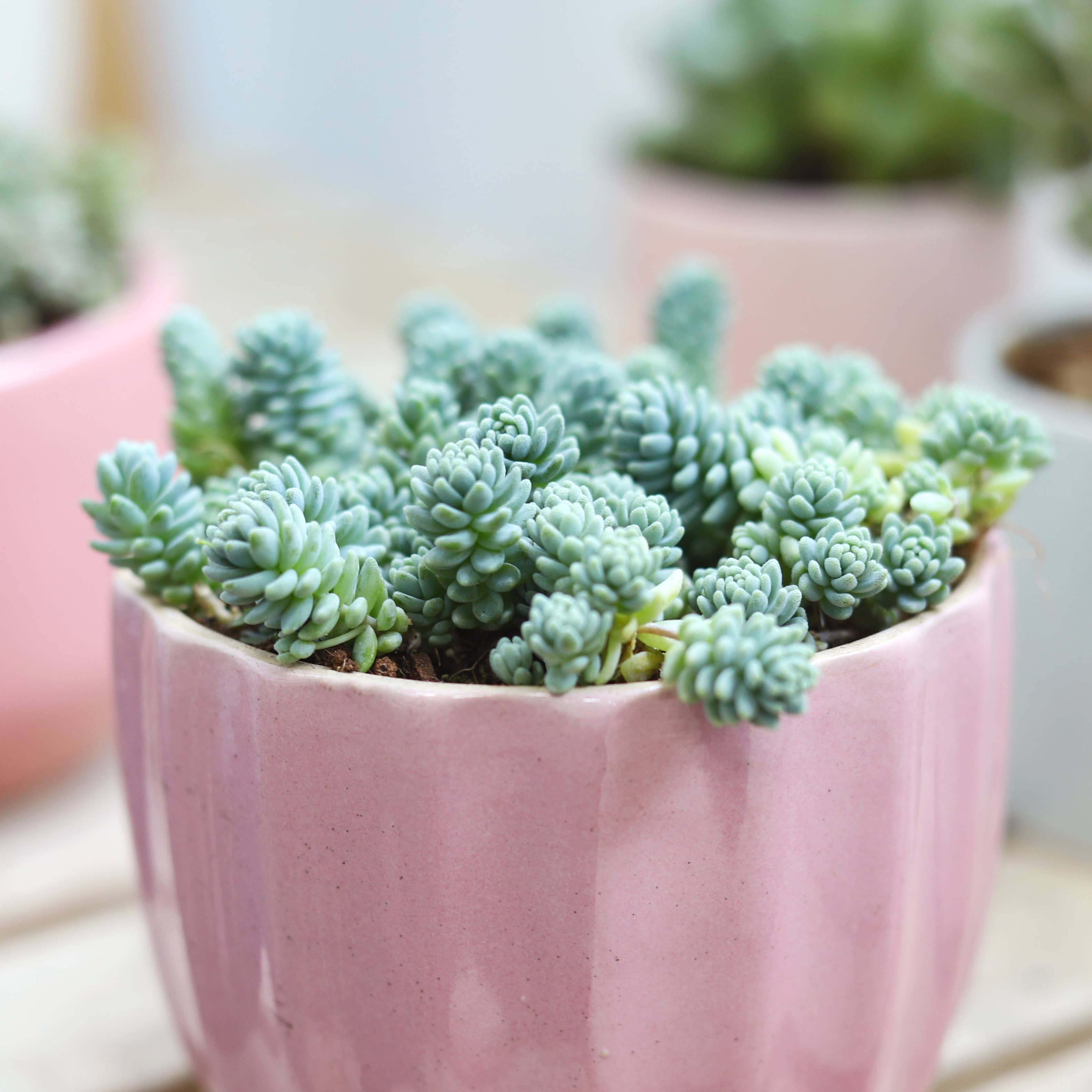 Best Plant Friend - Vente Succulentes - Sedum Major - Sedum dasyphyllum 'Ciels Himalayens'2