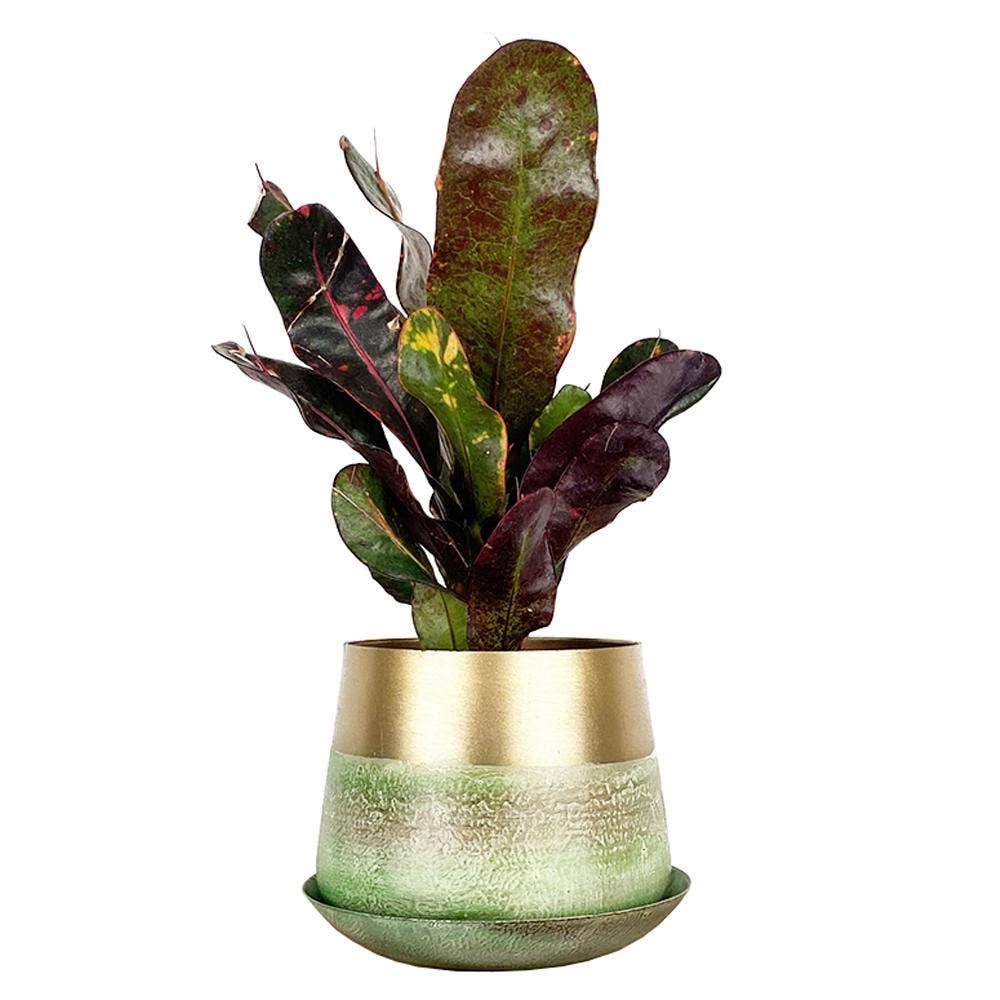 Chive - Wholesale Plant Pot - Joe Metal Flower Pots And Planters With Drainage Hole Saucer12