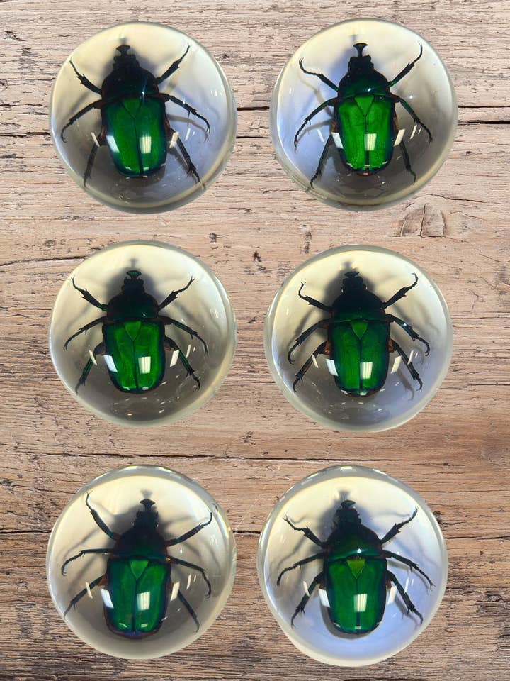 Medium, Half Dome Beetle Paperweight. for wholesale by El Paso Saddleblanket