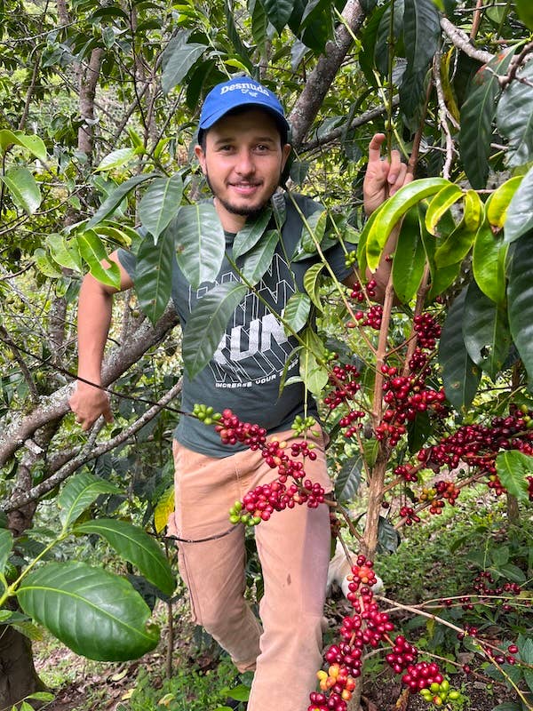 Desnudo Coffee - Wholesale Coffee Beans - BULK TRADITIONAL (ESPRESSO) (Austin Tx Only)2