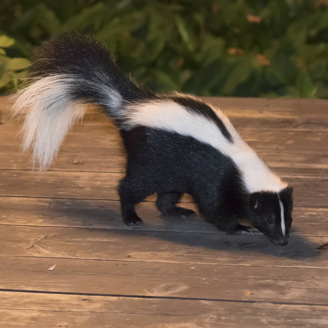 Home First - Wholesale Pet Deodorizing Spray - Stink Slayer Spray- 22 floz1