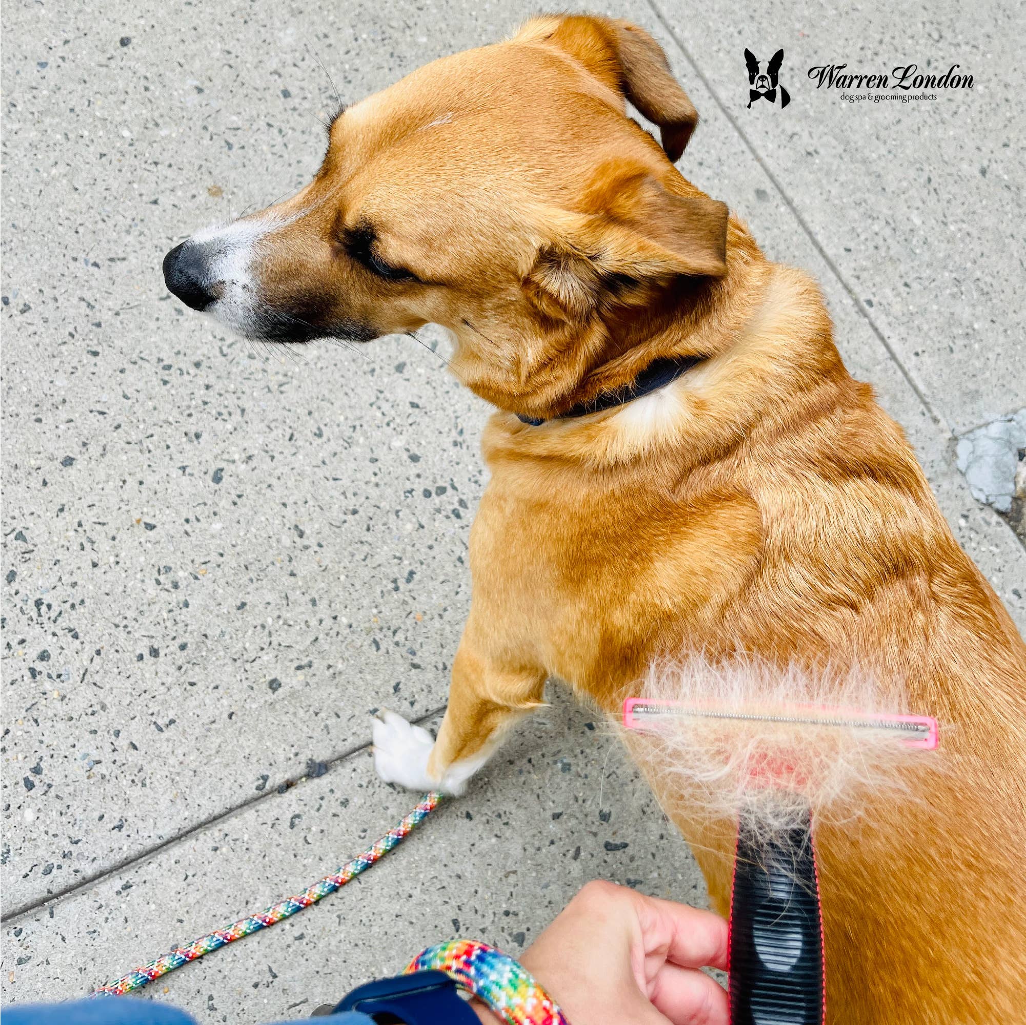 Warren London Dog Products – wholesale Pet brush – Cat/dog – Short Hair Brush - Three Sizes7