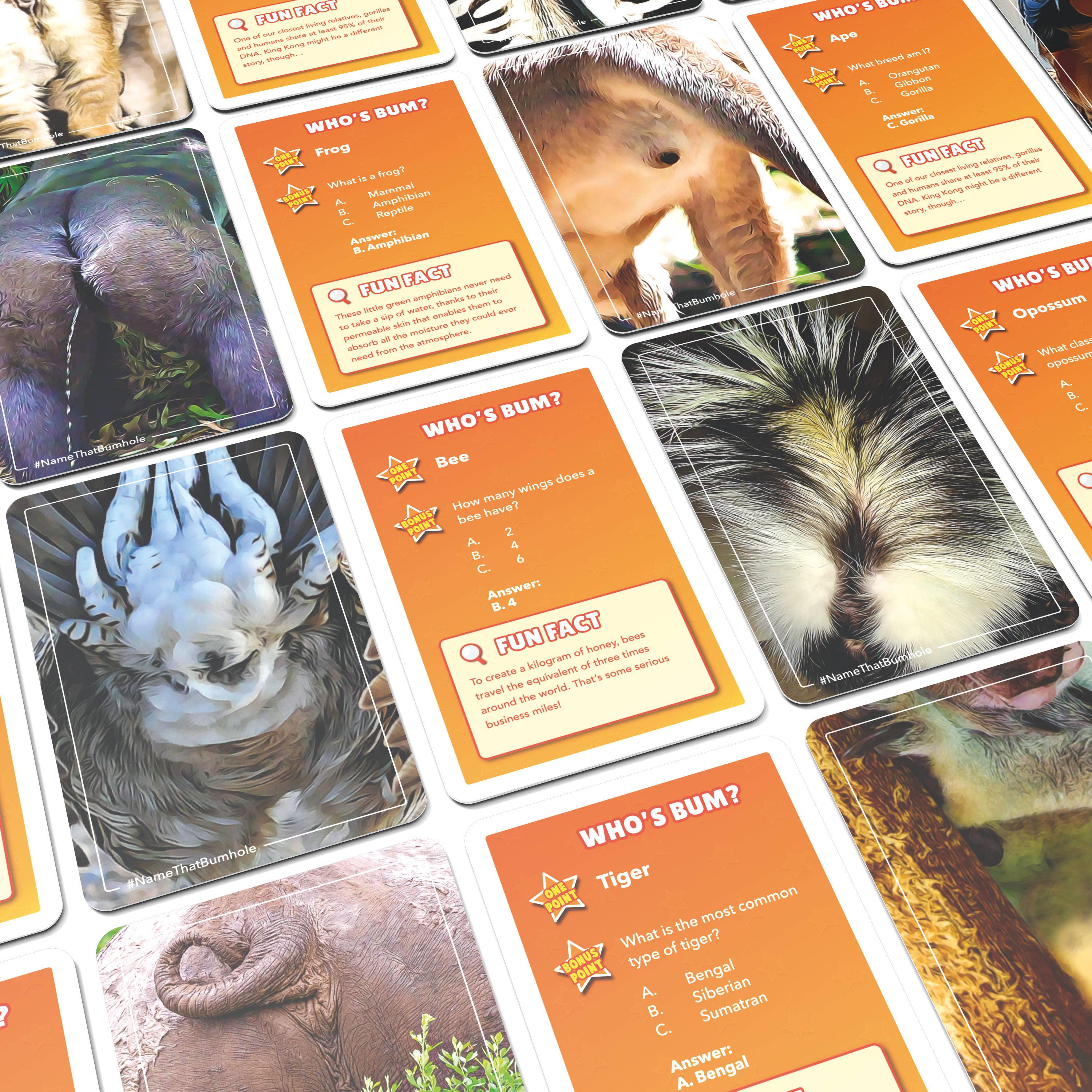 Bubblegum Stuff UK – Großhandel Kartenspiele – Name That Bumhole | Lustiges Familien-Flashcard-Trivia-Spiel2