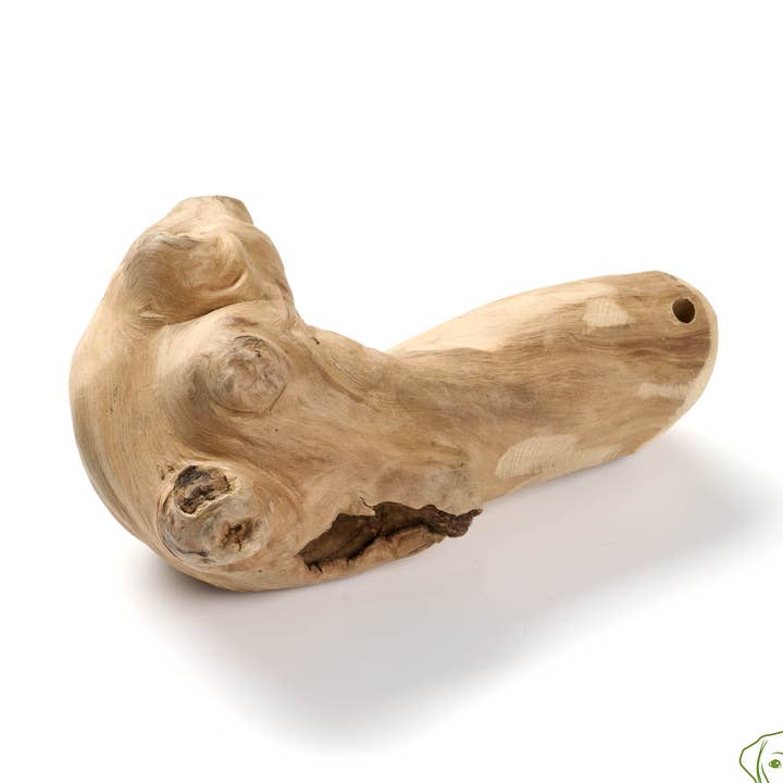 Racine à mâcher de caféier taille S pour la vente par Kauartikel.com GmbH