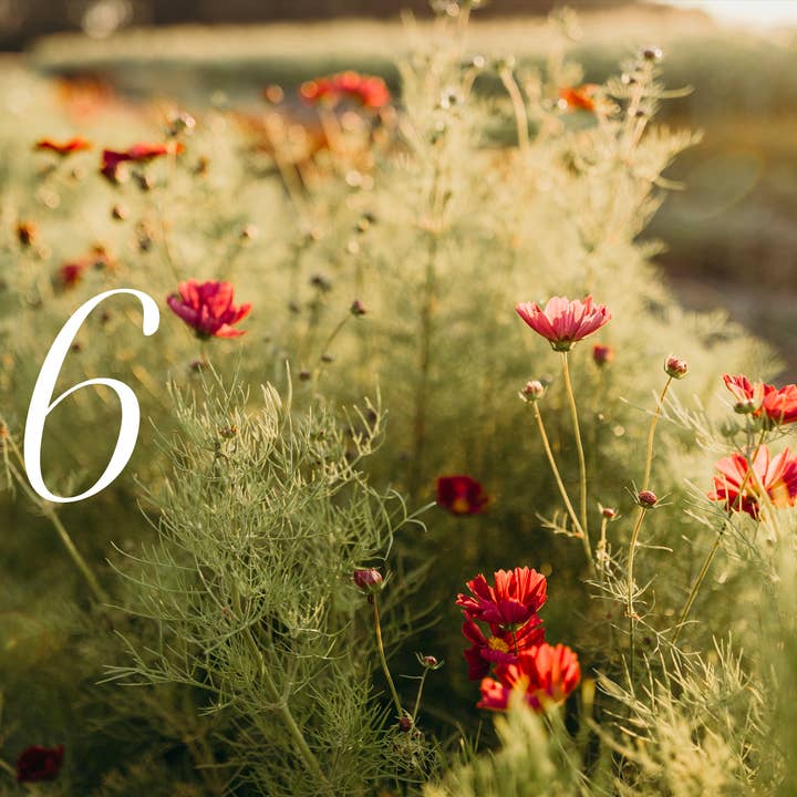 Cozy Publishing - Wholesale Home & Garden - Where Flowers Bloom9