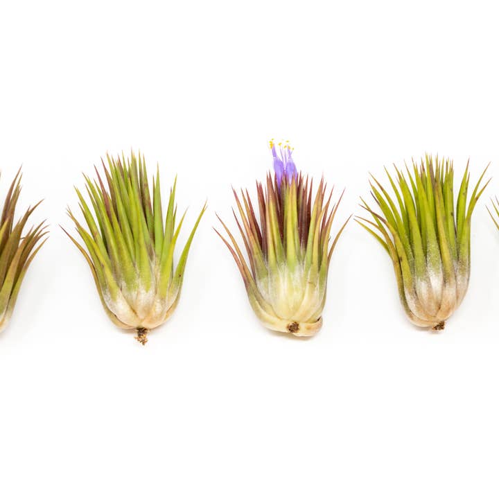 Air Plant Shop - Wholesale Live Plant - Tillandsia Ionantha Guatemala "Macho" Air Plant3