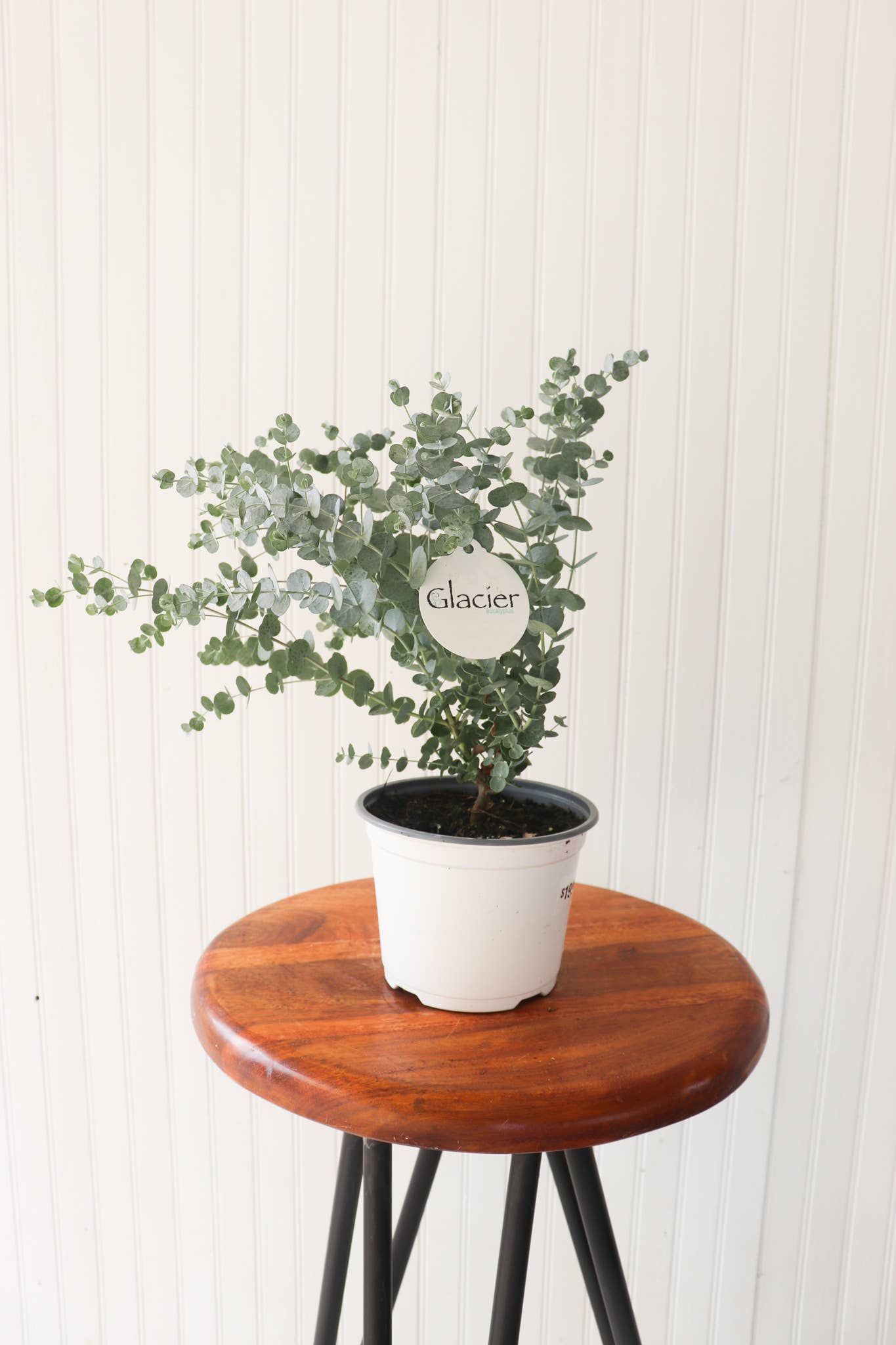 Anna's Garden, Home and Wellness - Vente Plante - Glacier Eucalyptus 6"1