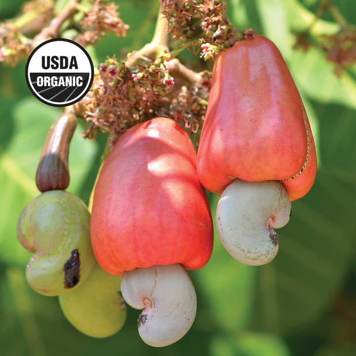 Wilderness Poets - Wholesale Nuts - Organic Jumbo Cashews5