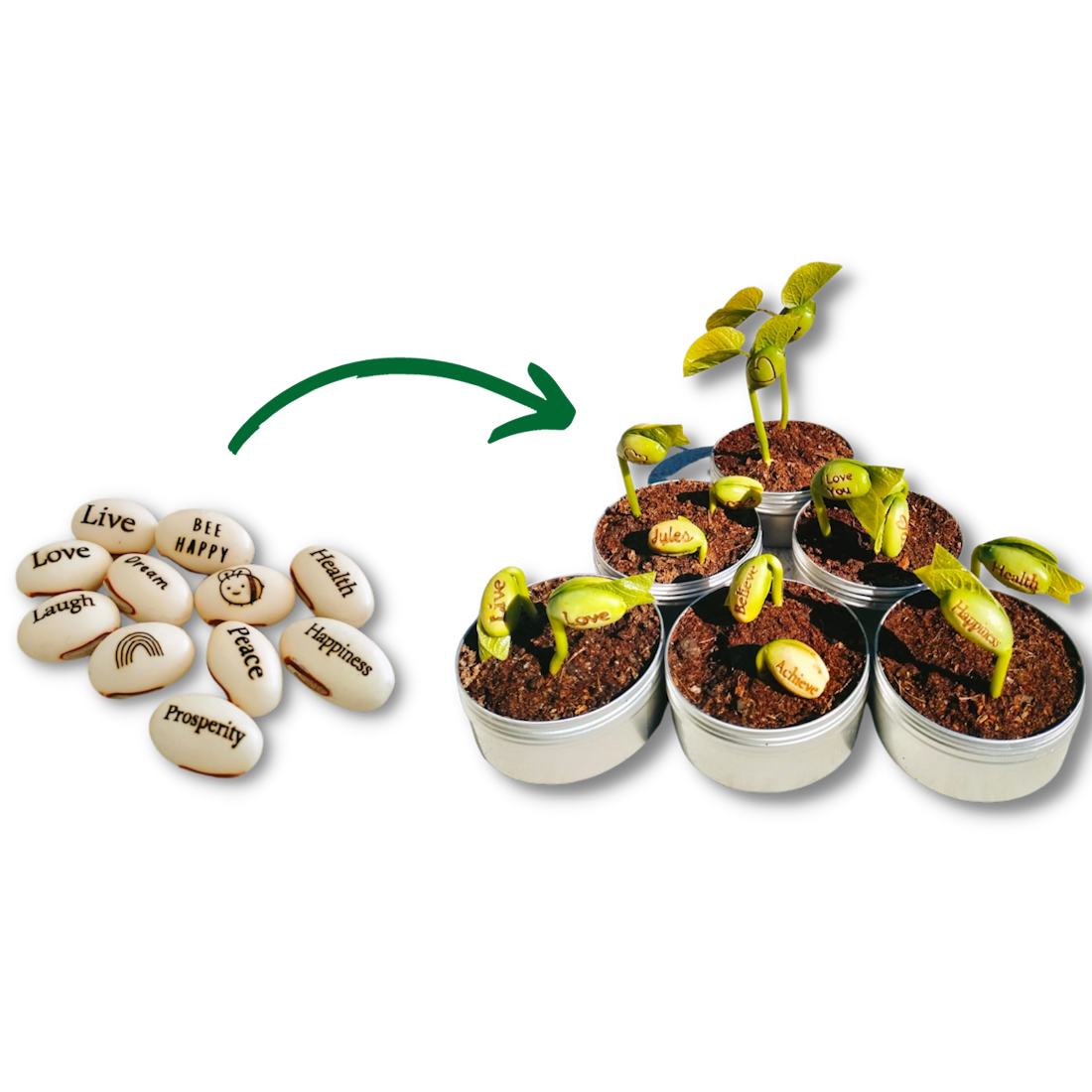 Live Love Bean - Wholesale Plant seeds - Magic Beans (Engraved Seeds) - Loose2