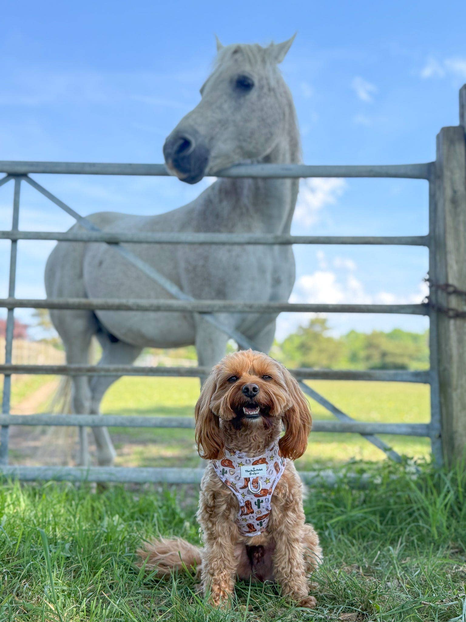 The Paw Print Boutique – wholesale Pet harness – Dog – Howdy Pawtner Adjustable Harness7