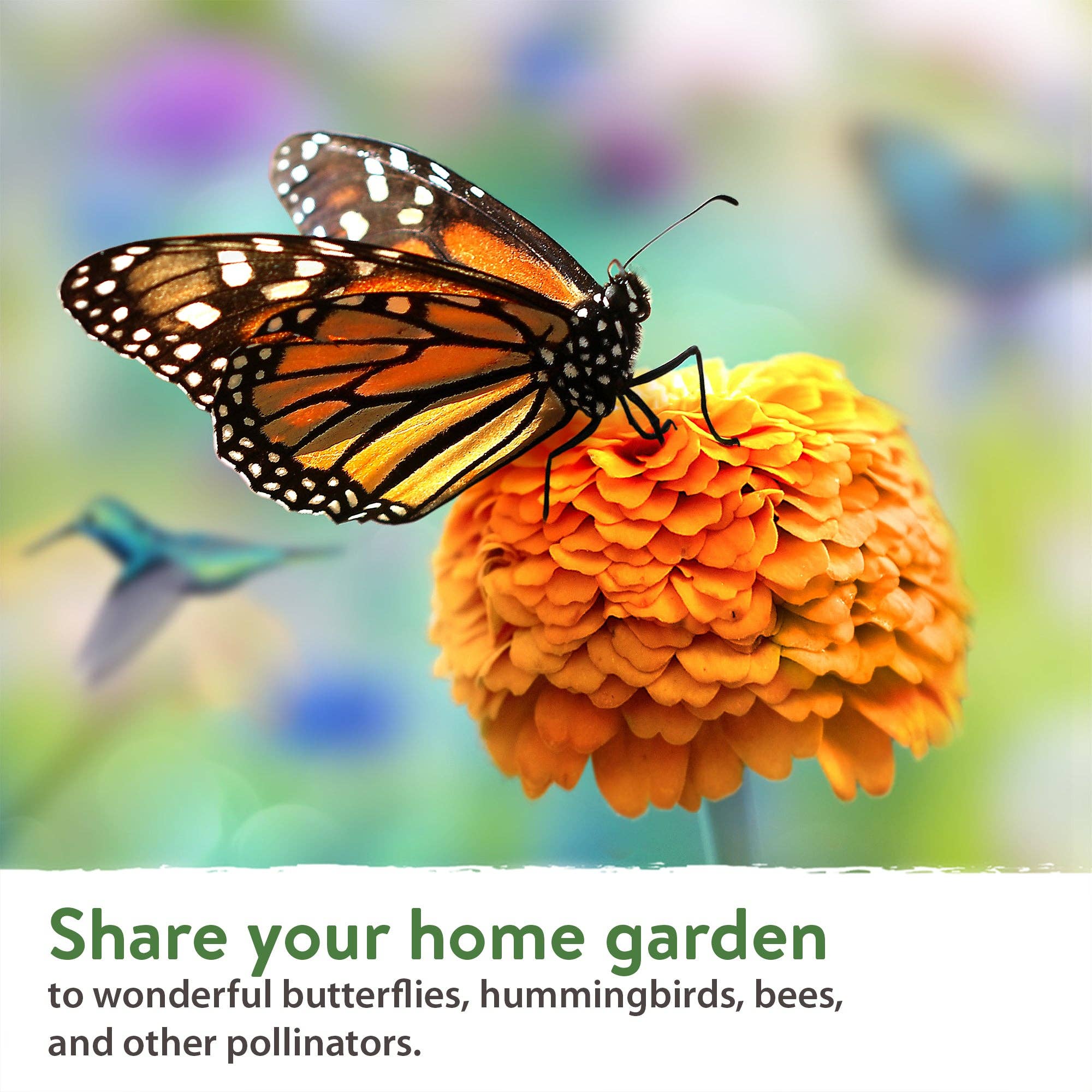 Homegrown Garden - Wholesale Plant Seeds - 10 Annual Flower Seeds Packets with Wildflower Seeds7