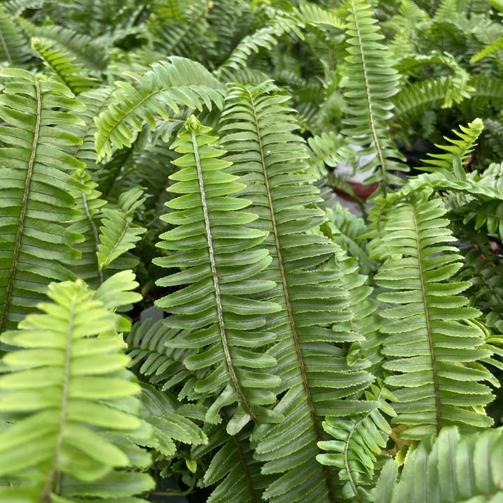 Thorsen's Greenhouse - Wholesale Live Plant - Jester Crown Boston Fern - 4" Live Plant2