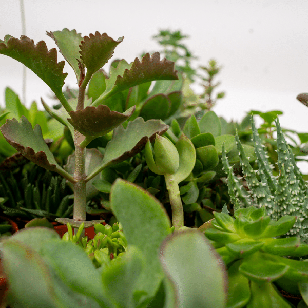 Oasis of Life - Vente Succulentes - Mélange de succulentes – 10 plantes – Différentes espèces – Aloe Vera, Echeveria, Kalanchoe, Sedum – Plantes d'intérieur en pot – Ø5,5cm – ↕7cm – faciles d'entretien & décoratives2