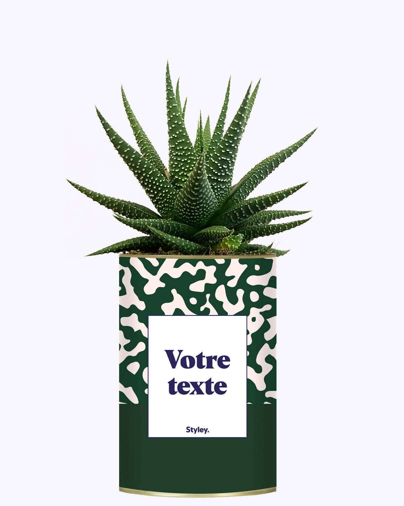 Styley - Wholesale Succulent - Pattern Vert - Plante Personnalisable2