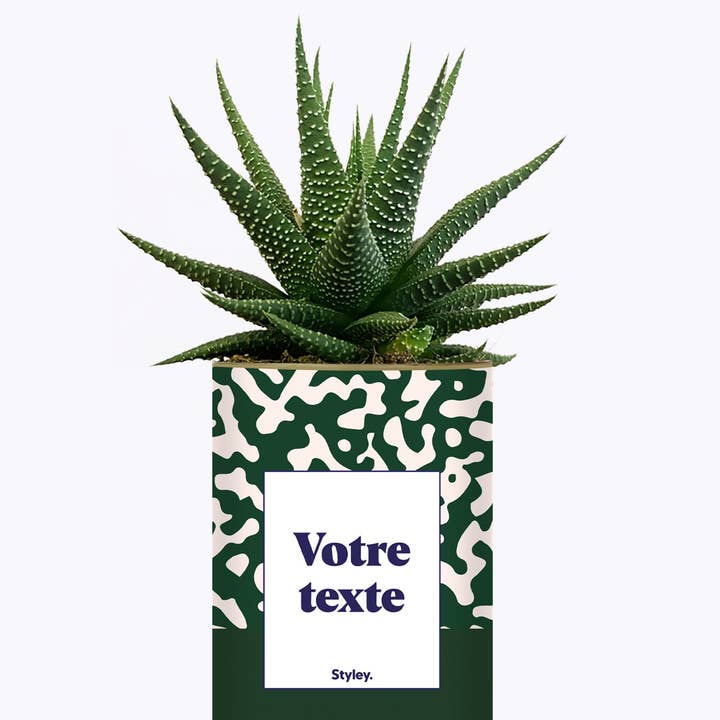 Styley - Wholesale Succulent - Pattern Vert - Plante Personnalisable2