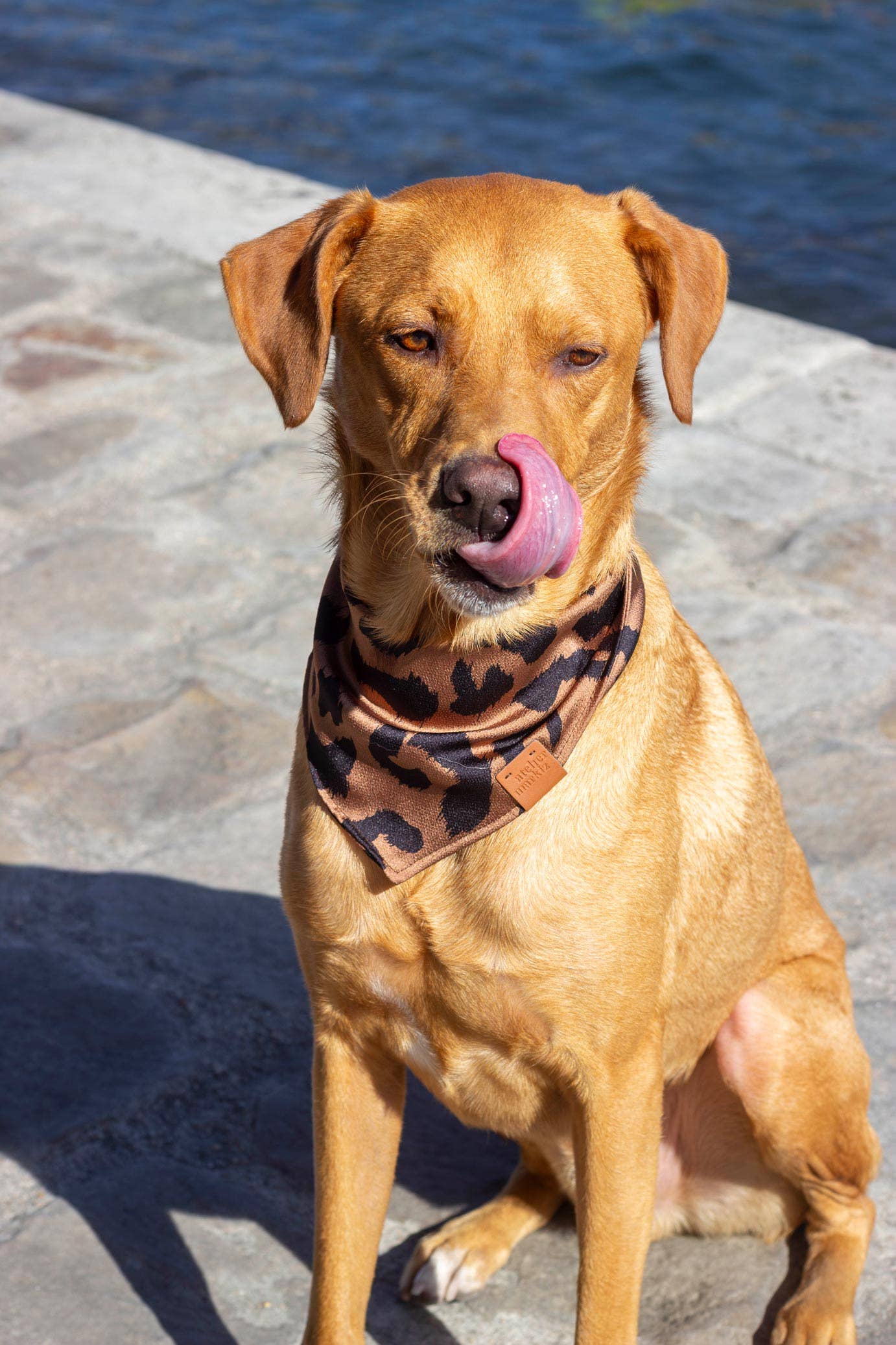 Atelier Markiz - Wholesale Pet Bandana - Dog - Bandana Wild5