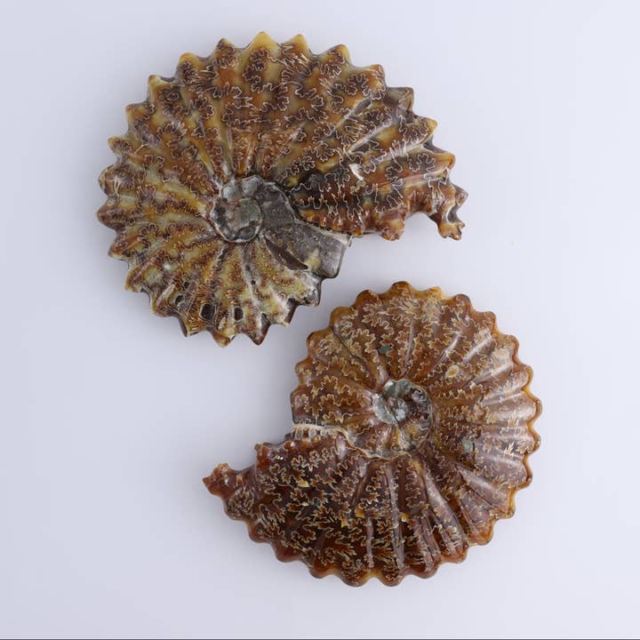 Ammonite Shell Carving Set of 2 for wholesale by Mi Esperanza Minerals