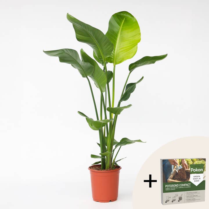 Oasis of Life - Wholesale Live Plant - Strelitzia Bird of Paradise – Strelitzia nicolai – Height 90–110cm – Ø21cm – Tropical houseplant with large green leaves – Exotic banana plant – Incl. 10L Pokon potting soil
