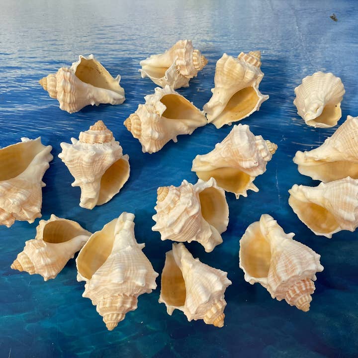 Ocean Shells. Beach Shells. Decor For Marine Aquariums for wholesale by Art By Nataliia