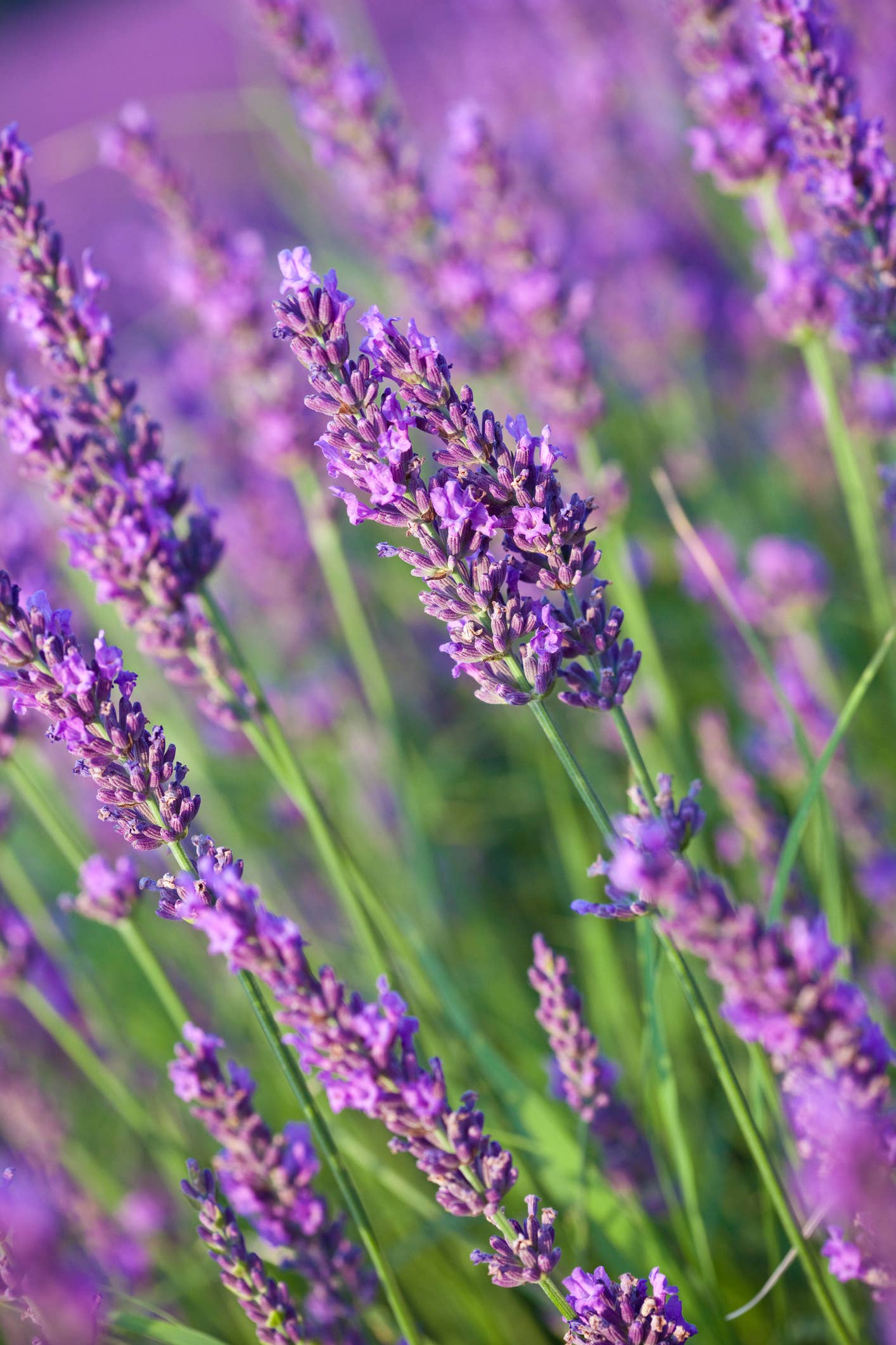 Natural Wholesale - Wholesale Essential Oil - French Lavender Essential Oil - 100% Pure | Wholesale Bulk3