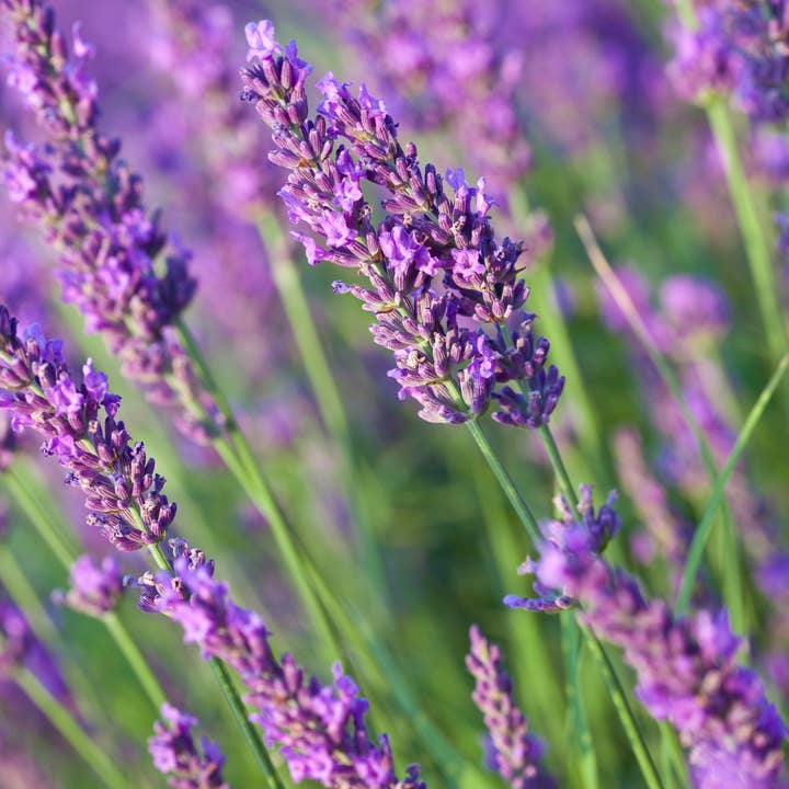 Natural Wholesale - Wholesale Essential Oil - French Lavender Essential Oil - 100% Pure | Wholesale Bulk3