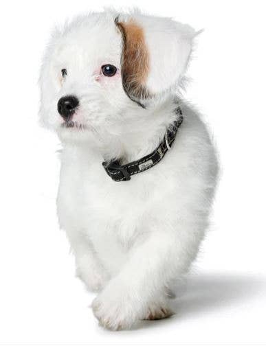 Alpen Schatz – Engroshandel Halsbånd - Hund – Petite HUNTER „UP“ læderklips krave7