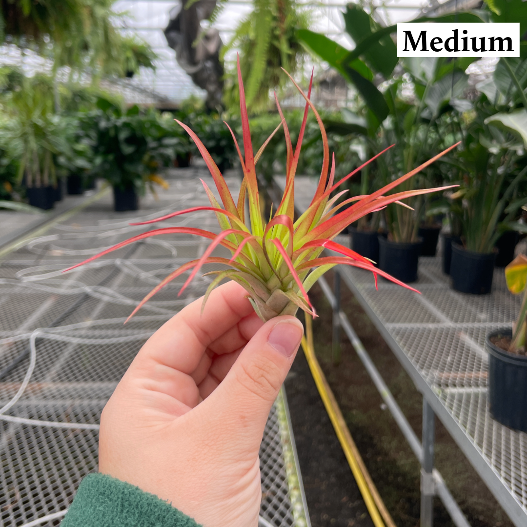 Thorsen's Greenhouse - Wholesale Live Plant - Air Plant - Assorted3